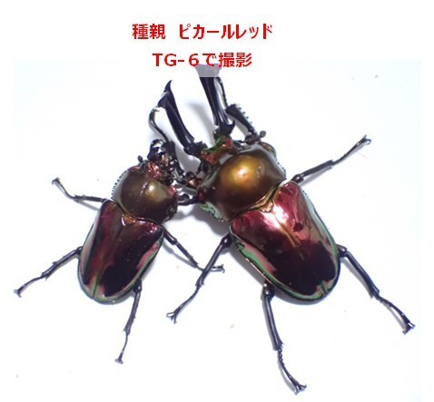 【Yama Tomo】 RTN様 本家♂×本家累代♀ レッドピカール 2令幼虫4頭 （ニジイロクワガタ、ニジイロ、ピカール）