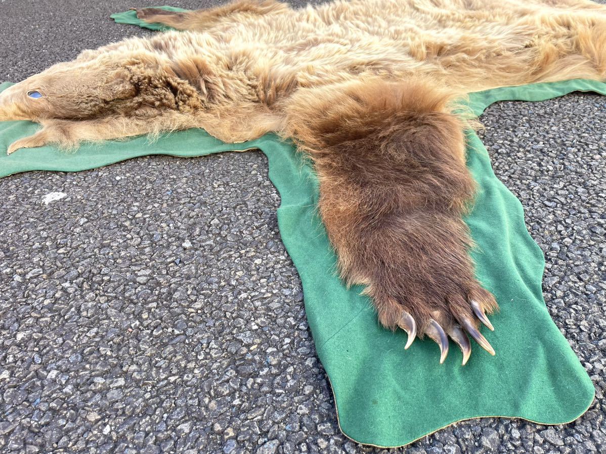 特大 熊の敷物 剥製 爪付き 毛皮 絨毯 壁掛 爪 大型 ラグ カーペット