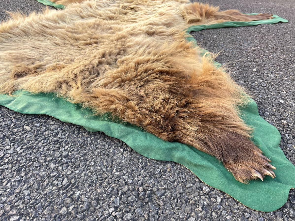 特大 熊の敷物 剥製 爪付き 毛皮 絨毯 壁掛 爪 大型 ラグ カーペット