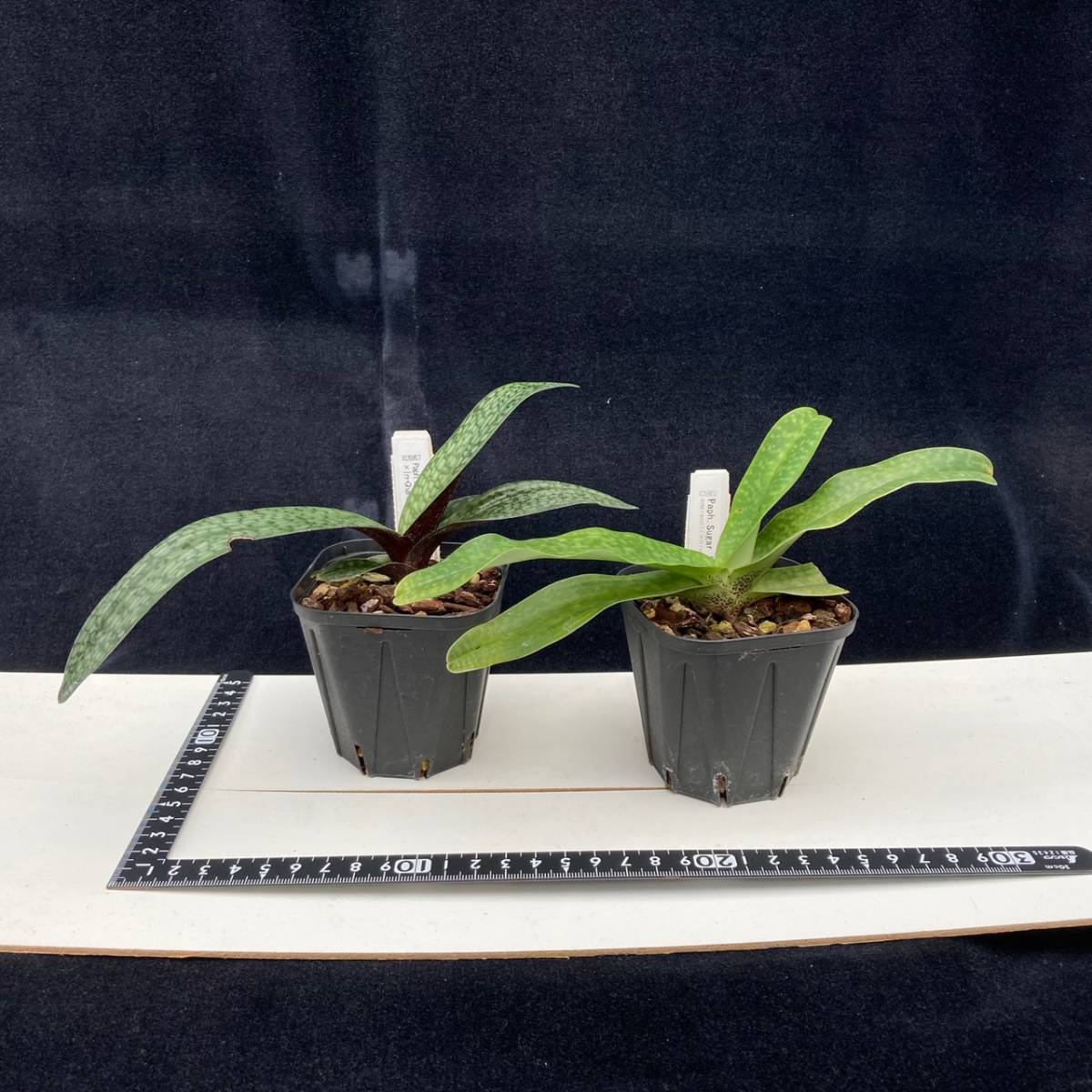 Paph. micranthum - Yahoo!オークション パフィオ ミクランサム 洋蘭