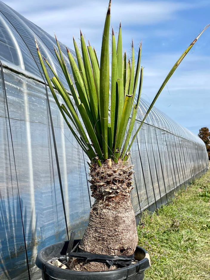 幹太【ユッカ ファクソニアーナ】発根済 カルネロサーナ、ロストラータ