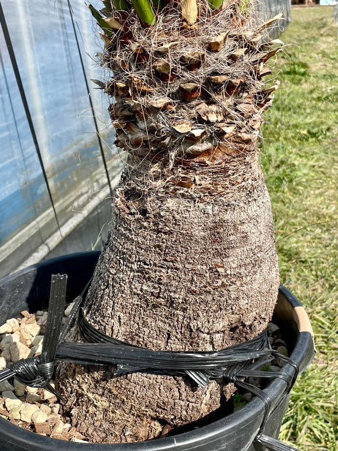 幹太【ユッカ ファクソニアーナ】発根済 カルネロサーナ、ロストラータ