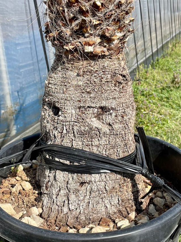 幹太【ユッカ ファクソニアーナ】発根済 カルネロサーナ、ロストラータ