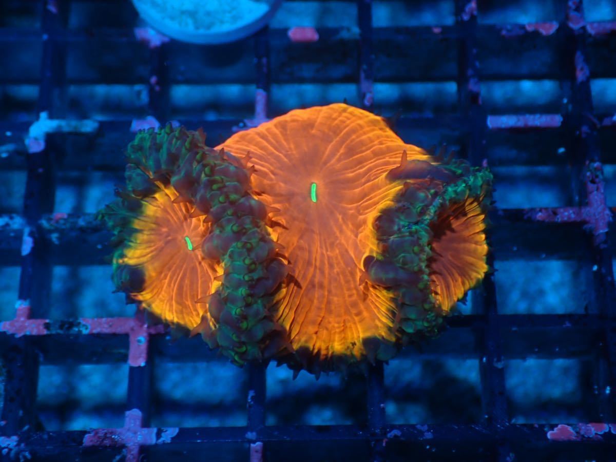 【Care Frag】超巨大！！＊4ヶ月療養＊3色入りオオタバサンゴ＊マメスナ＊LPS＊フラグ＊写真無加工