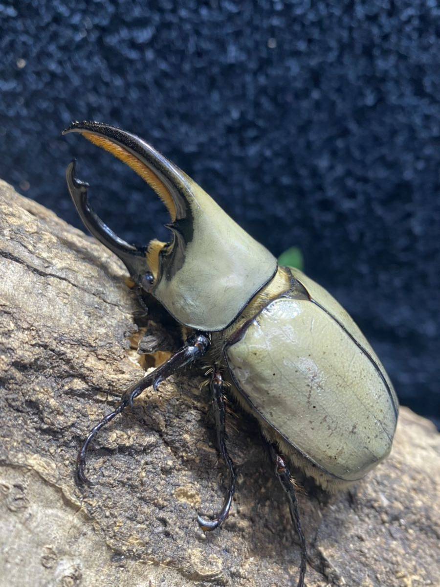[ととカブト] グラントシロカブト 成虫ペア　♂72mm♀50mm 大型ホワイト系　★斑点少★