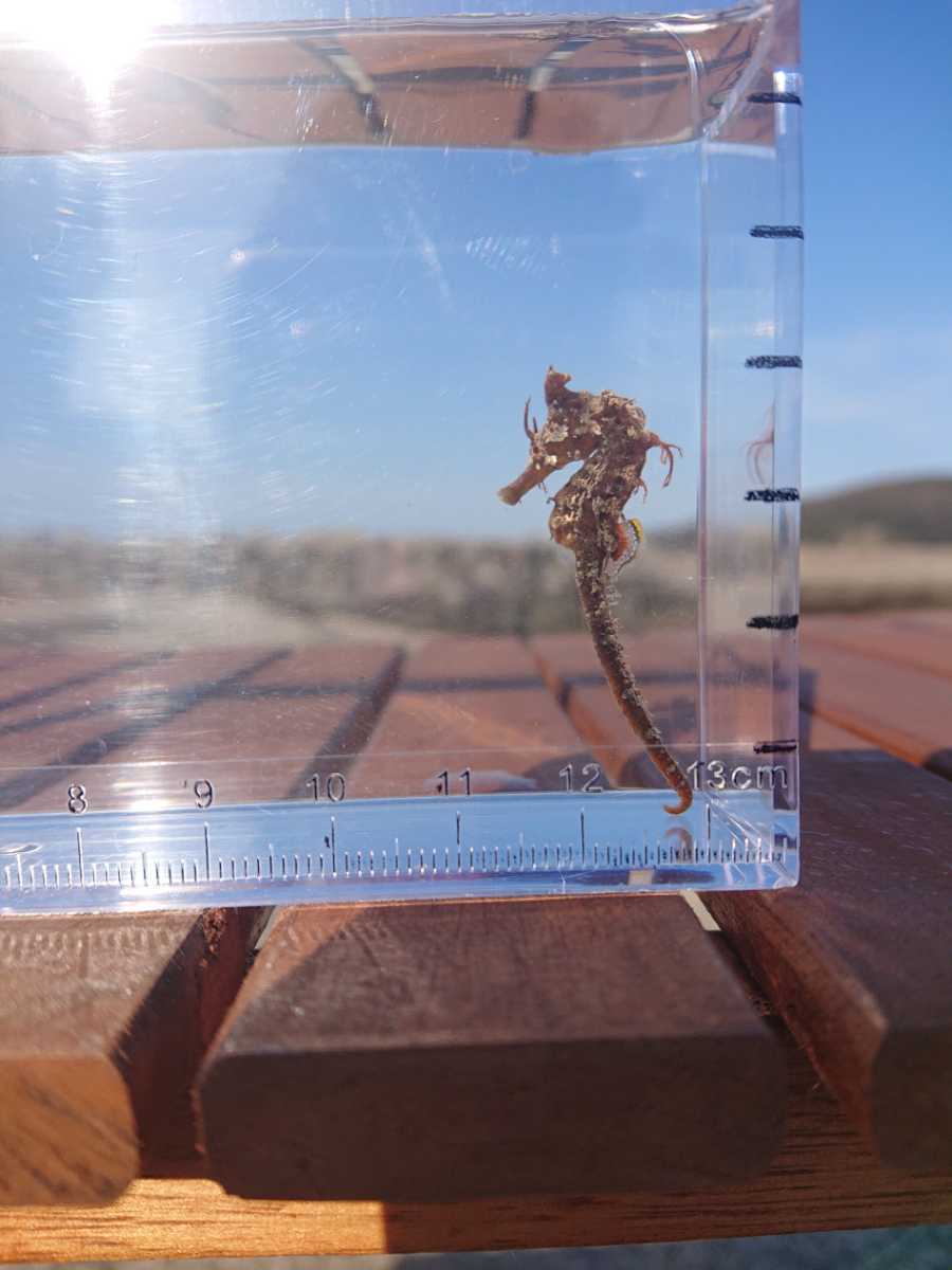 タツノオトシゴ 1匹 メス ヒメタツ ⑨