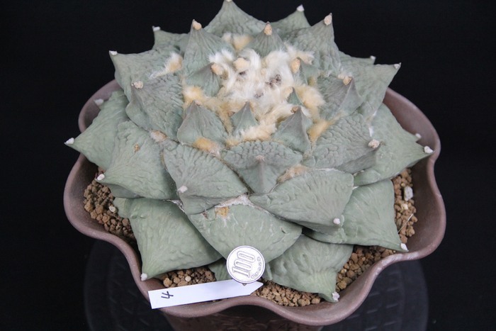 【幅広疣】怒涛ロイヤルシワ疣花牡丹 アリオカルプス 花牡丹 亀甲牡丹 幅広疣】怒涛ロイヤルシワ疣花牡丹 アリオカルプス 花牡丹 亀甲牡丹