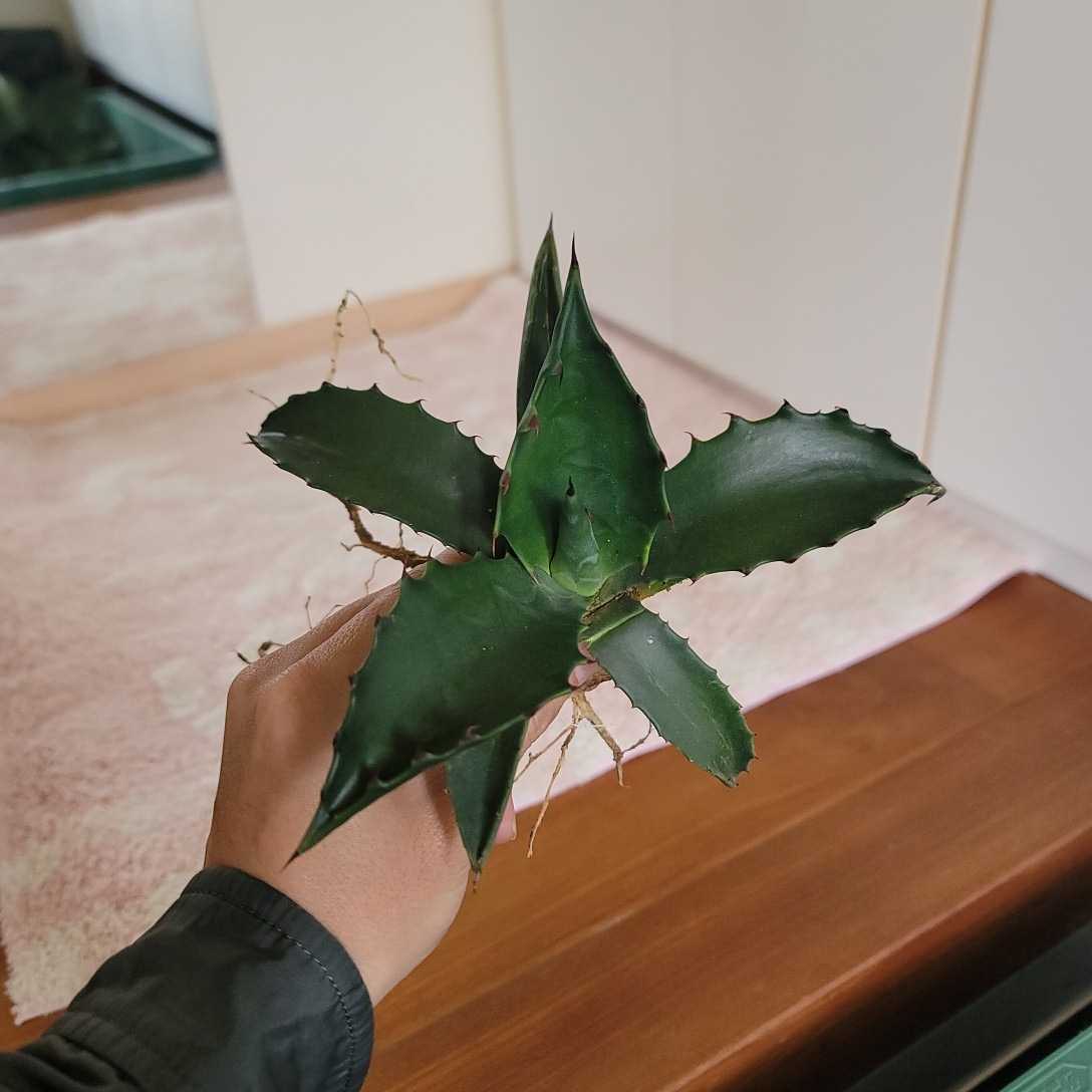 アガベ フェロックス グリーンゴブレット2 検索用/サルミアナ チタノタ ホリダ リップルの入札履歴 - 入札者の順位