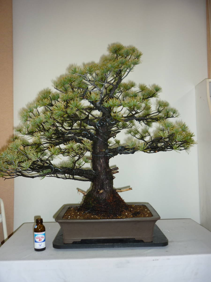 四国　五葉松　立木　中品盆栽　格安