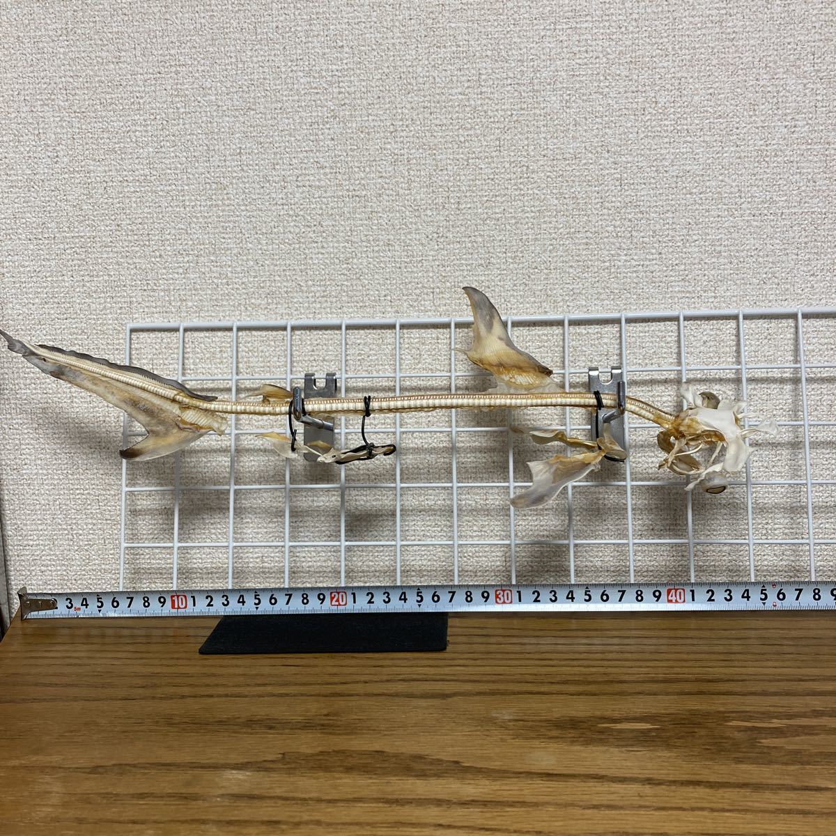 アカシュモクザメ骨格標本 ハンマーヘッドシャーク 頭骨 剥製 骨 レア