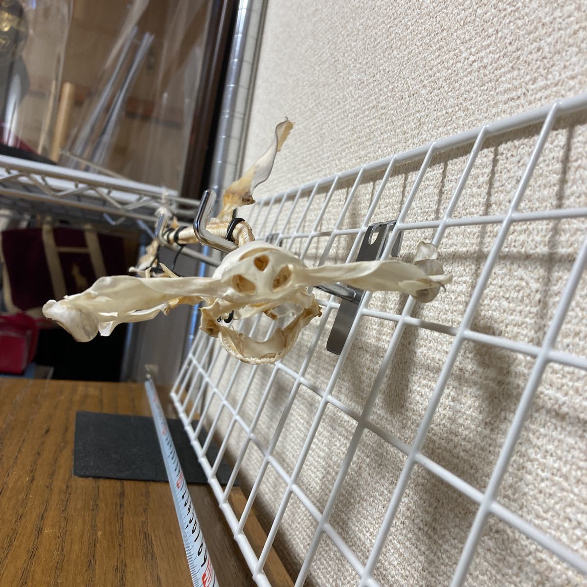 アカシュモクザメ骨格標本 ハンマーヘッドシャーク 頭骨 剥製 骨 希少