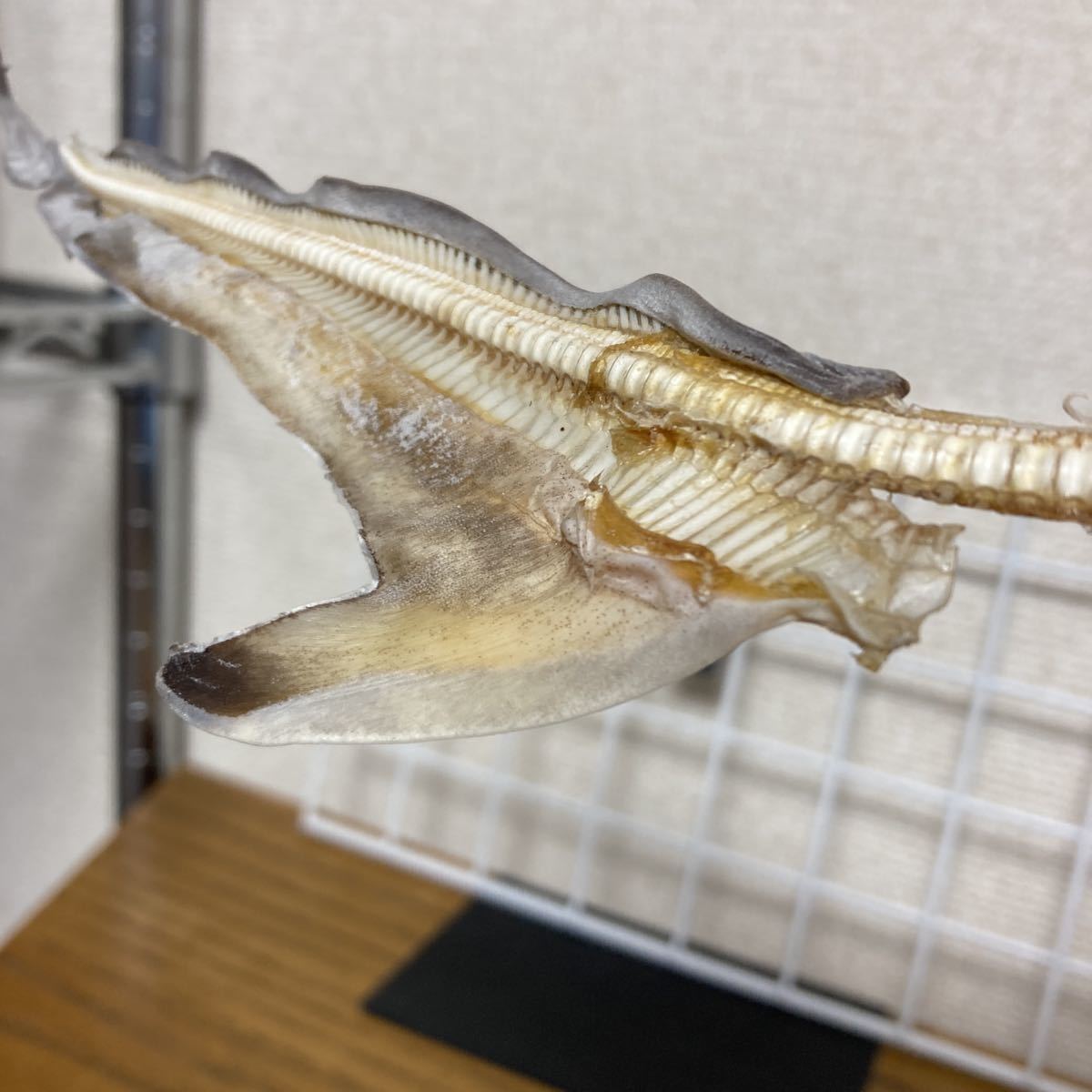 アカシュモクザメ骨格標本 ハンマーヘッドシャーク 頭骨 剥製 骨 希少