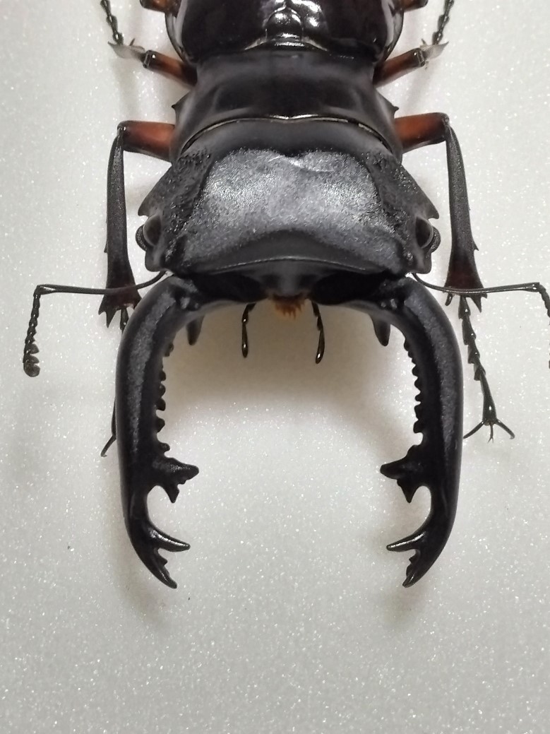標本・展足済】 特大 インペリアリスツヤクワガタ 71.2mm(虫類  