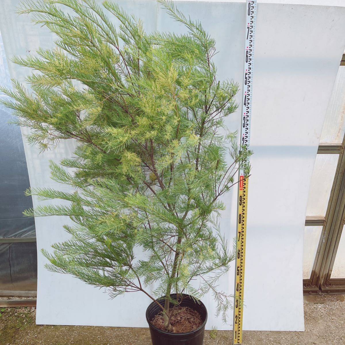 アカシア　ポートリンカーンワトル　花付　10号　大型大株　庭木植木　苗木　シンボルツリー　希少品種レア　玄関