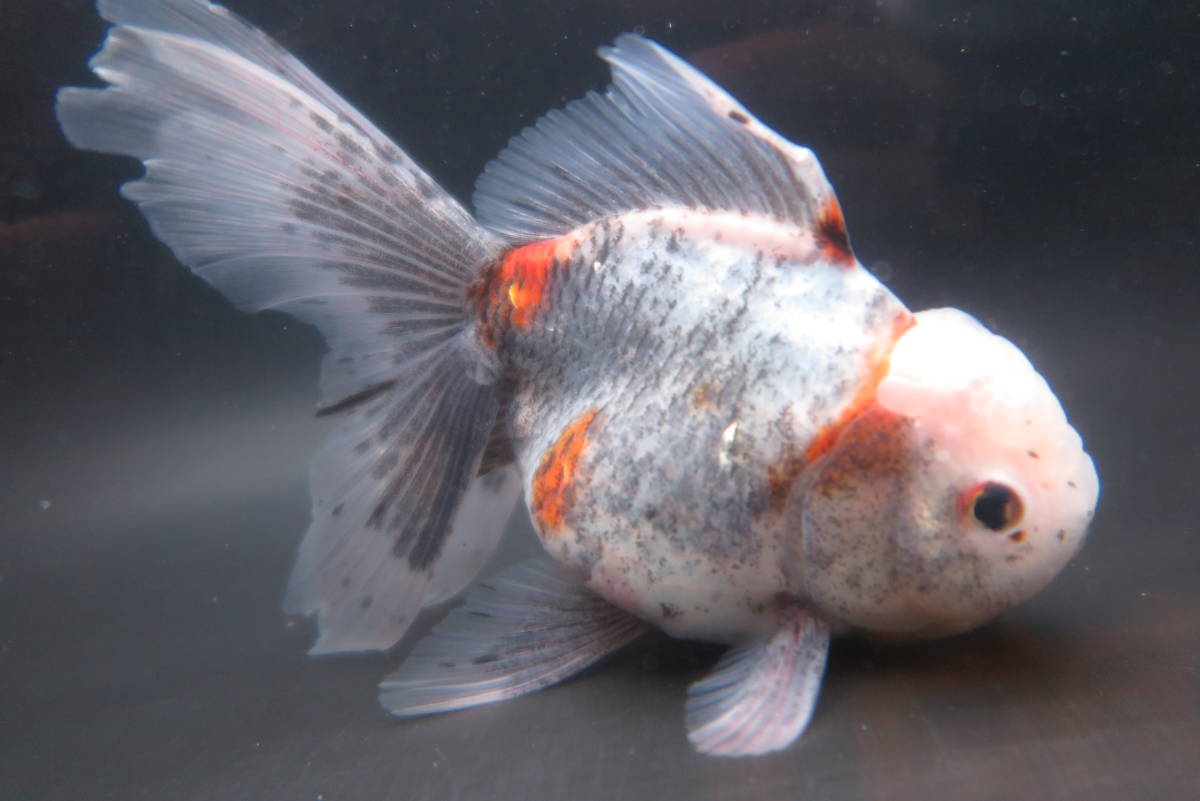 上物・ローズテール五色東錦16cm前後P(0317-12)