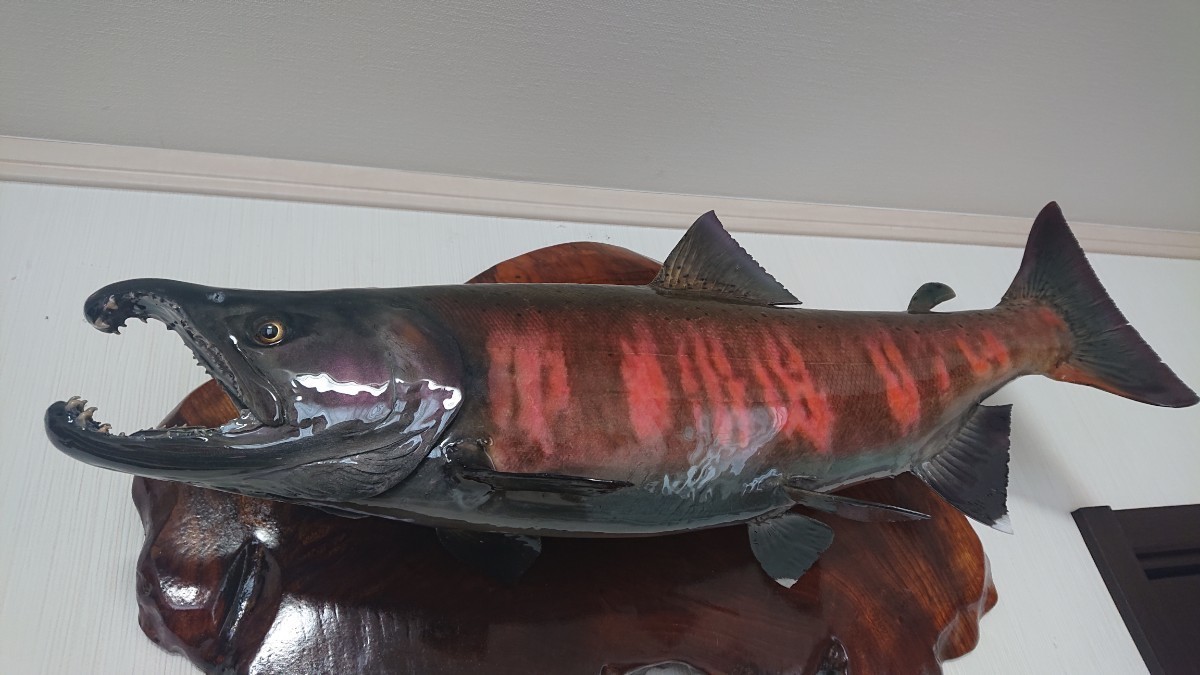 婚姻色 サクラマス ♂約60㎝ 桜鱒 魚 剥製 | - Yahoo!オークション 長野県