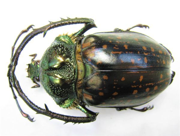 全国無料，SALE 標本特大 ゲストロイテナガコガネ（ssp corompti