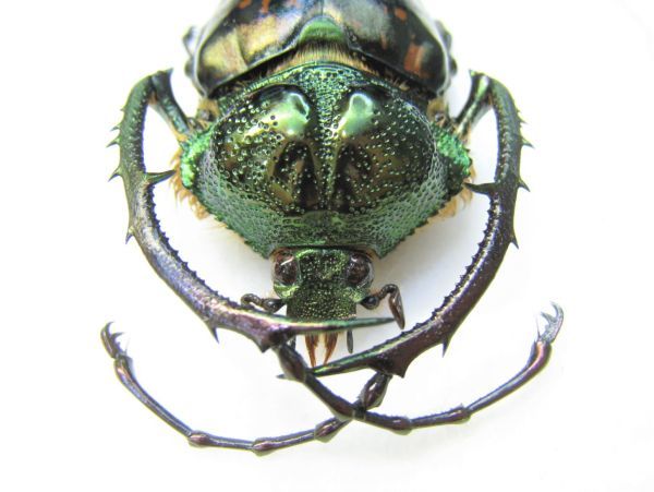 ゲストロテナガコガネ 標本 5 標本希少産地 ゲストロイテナガコガネ