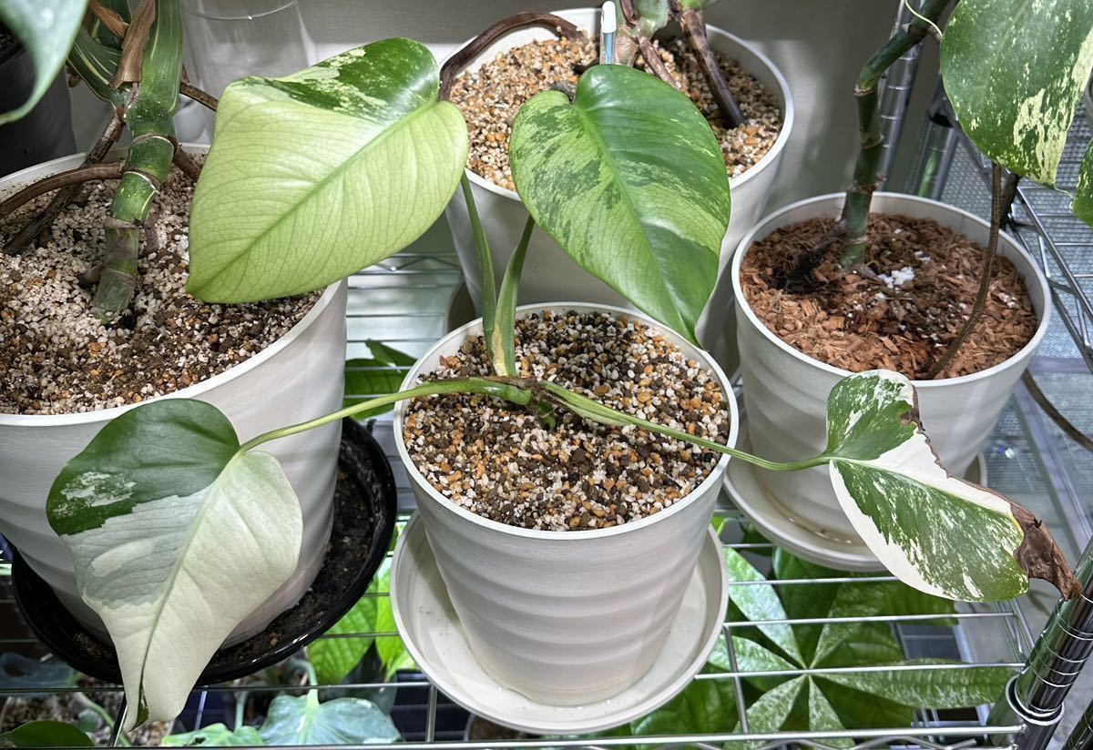 ボルシギアナ モンステラ Monstera ミント Borsigiana Mint モンステラ 