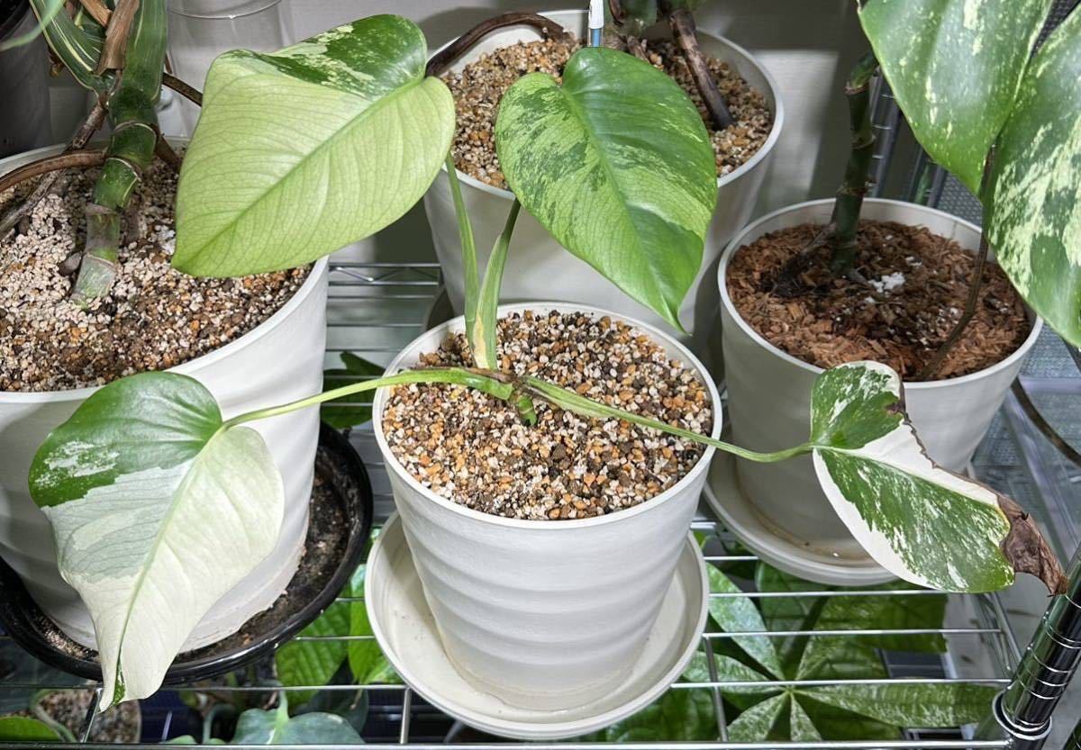 モンステラ デリシオーサ ミント ジャングルミント モンステラ