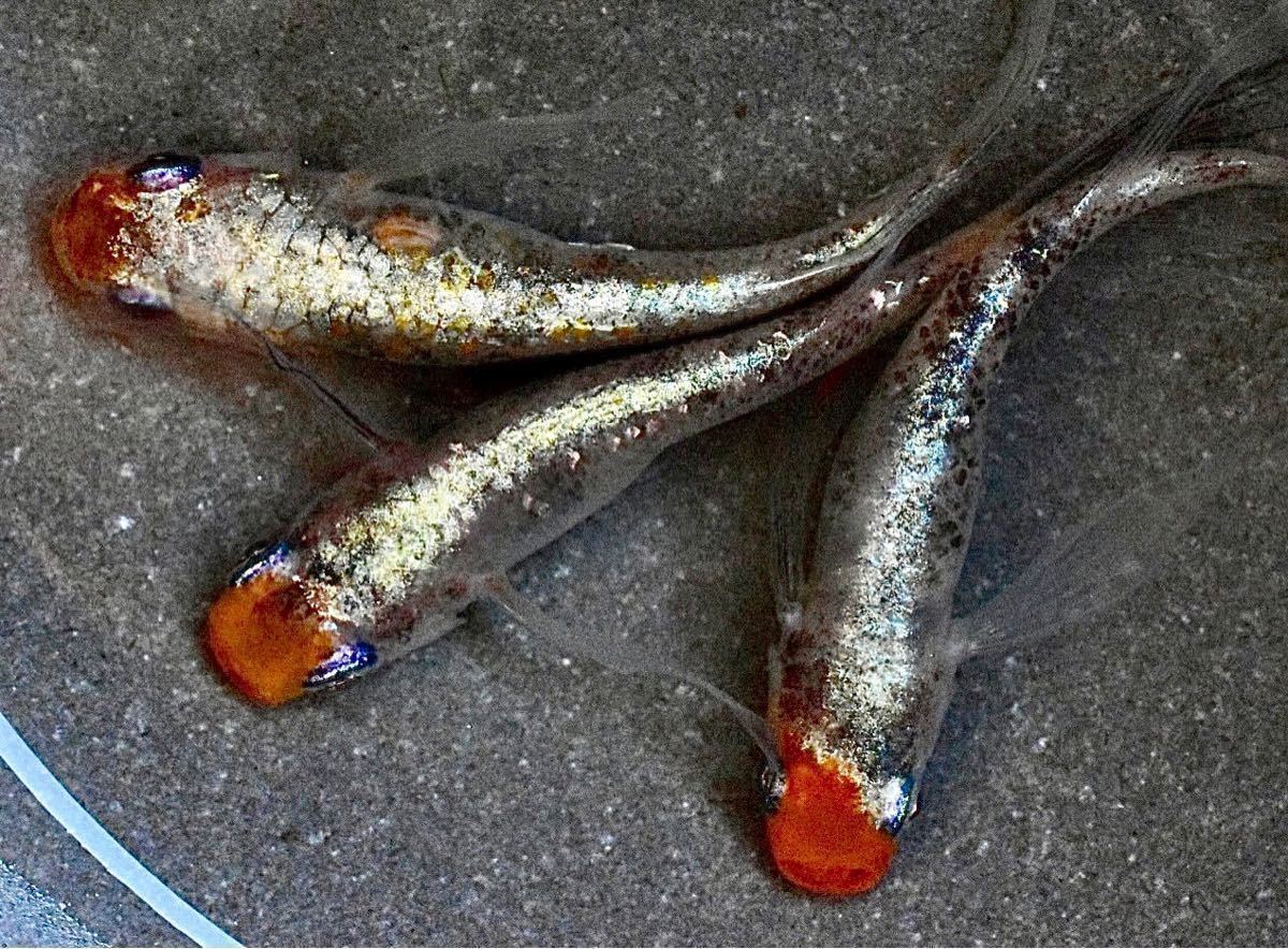 メダカ 稚魚10匹 | ⁄松井鰭長非透明鱗三色 三色錦メダカ 松井ヒレ長 