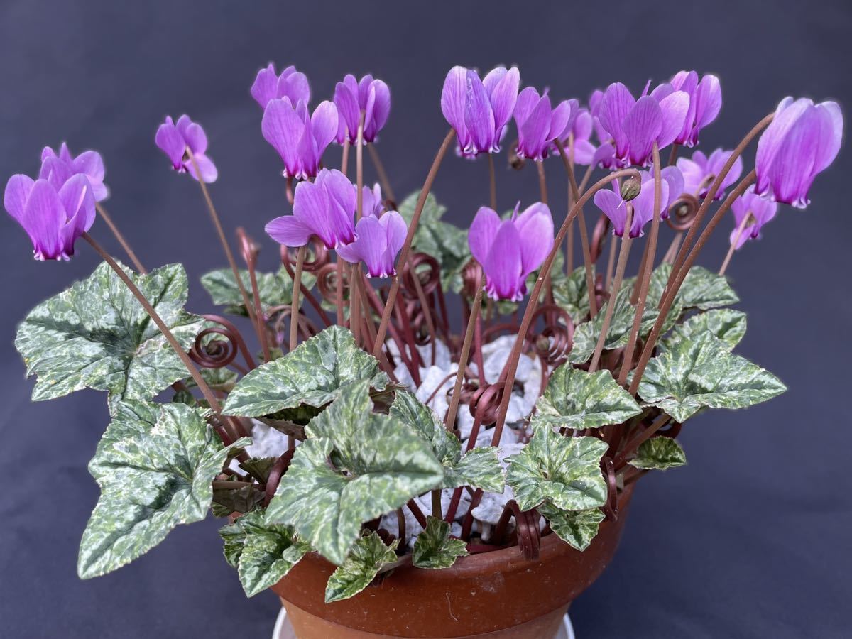 レア！①【原種シクラメン・ヘデリフォリウム’護王錦’ 白散り斑総柄・実生苗2ポット】山野草 斑入り