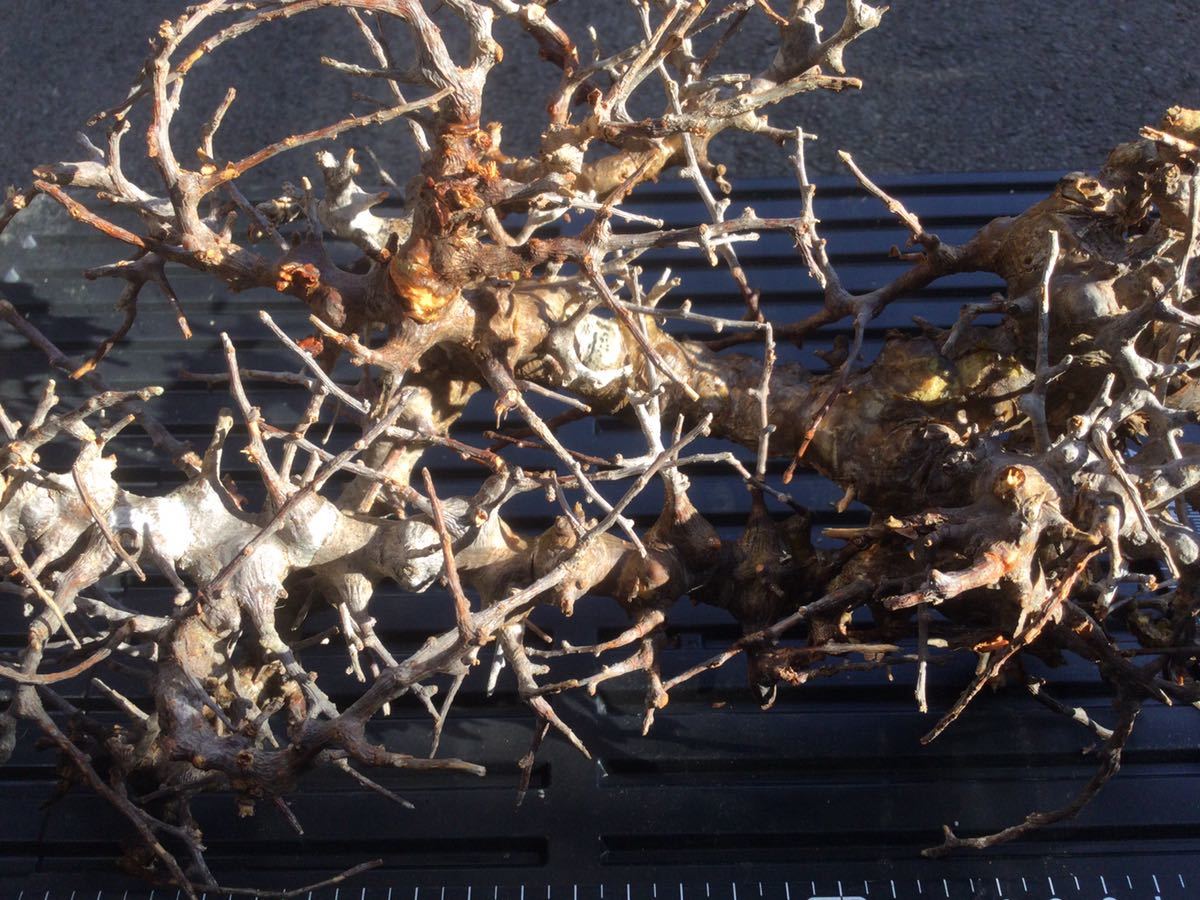 ゑ.1 コミフォラ sp. エイル ⁄ 現地株 発根済 Commiphora sp. Eyl 灌木