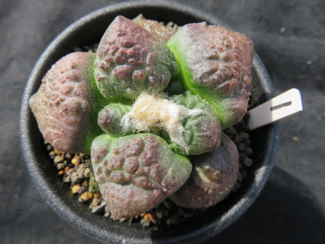 サボテン・多肉植物＞ ザラ肌連山① 【公式通販】