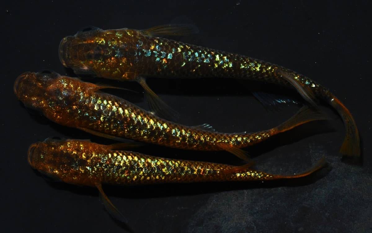【三河メダカファームズ】M-65　令和ヒミツヘイキ　特上　若魚♂1♀2 種親候補！！
