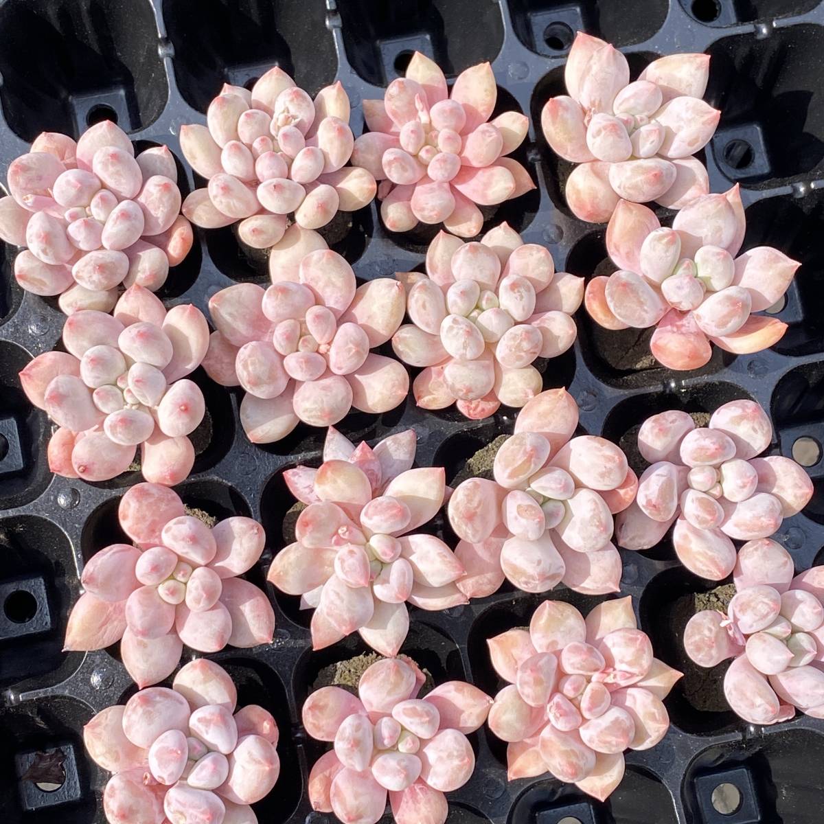 1040多肉植物 エケベリア　ピートモス製のスポンジ状小塊で発送ベビーフィンガー×親株不明　サボテン 観葉植物 花 園芸20株入り