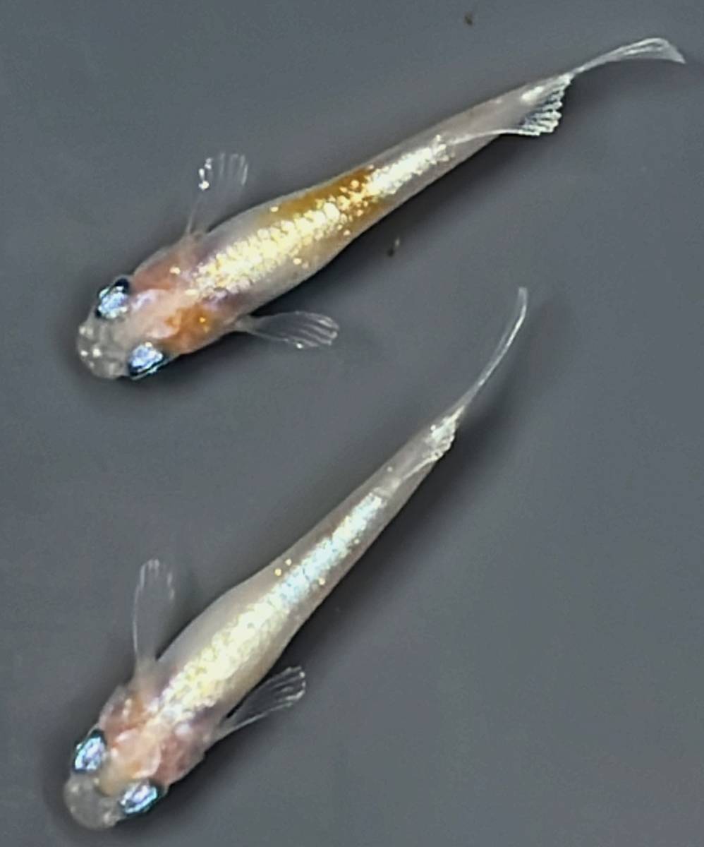 めだか屋あっくん　レッドクリフ紅白(幼魚〜若魚)　1ペア　ツー3