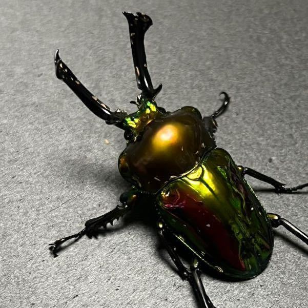 [即ブリ] ニジイロクワガタ　3ペア