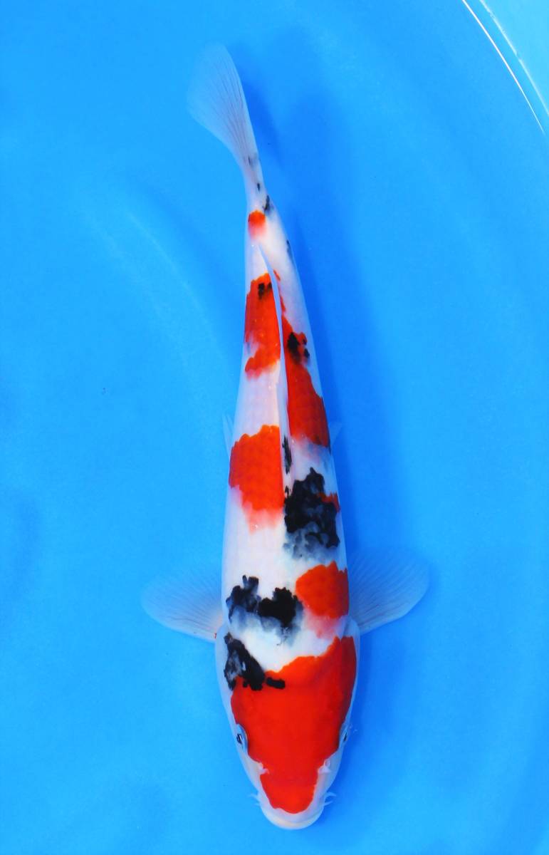 ●●錦鯉●●　令和４年 当歳　大正三色 (丸堂・阪井系統) 　２９cm　No.４３