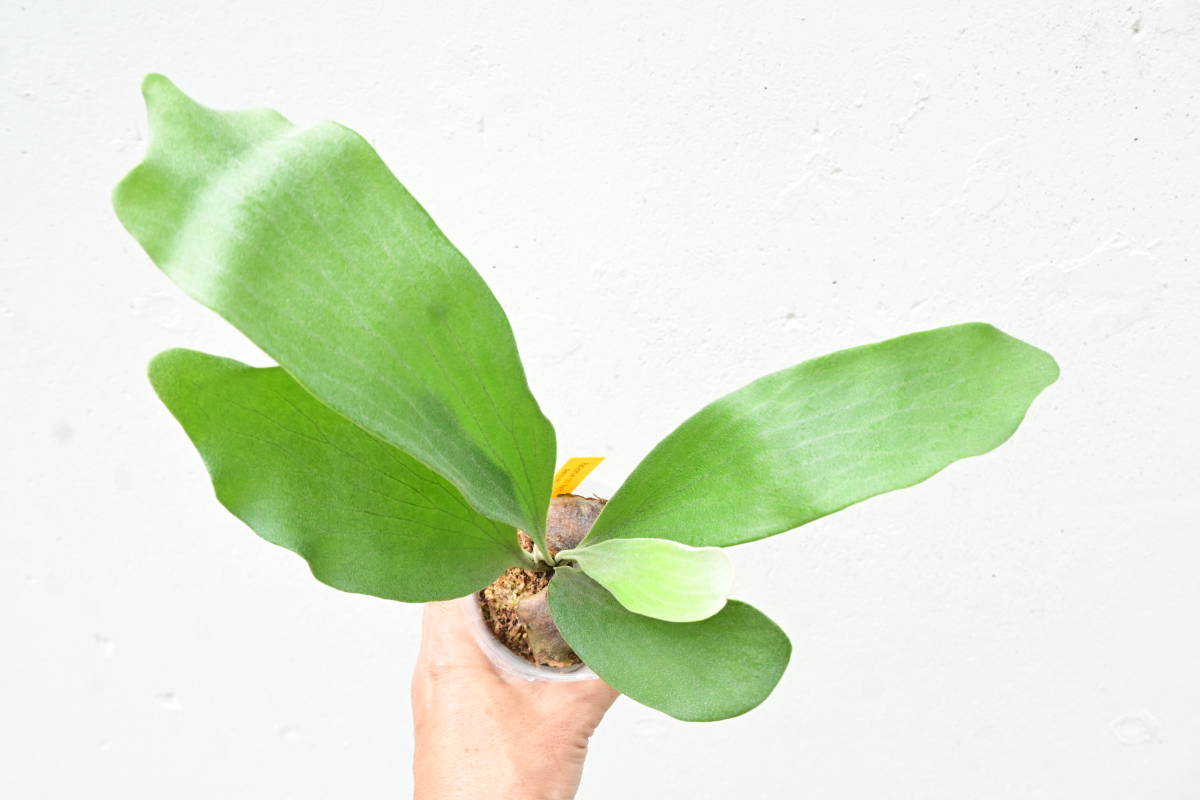 ビカクシダ Raijin 子株付き 園芸ネット本店｜ビカクシダ（コウモリ