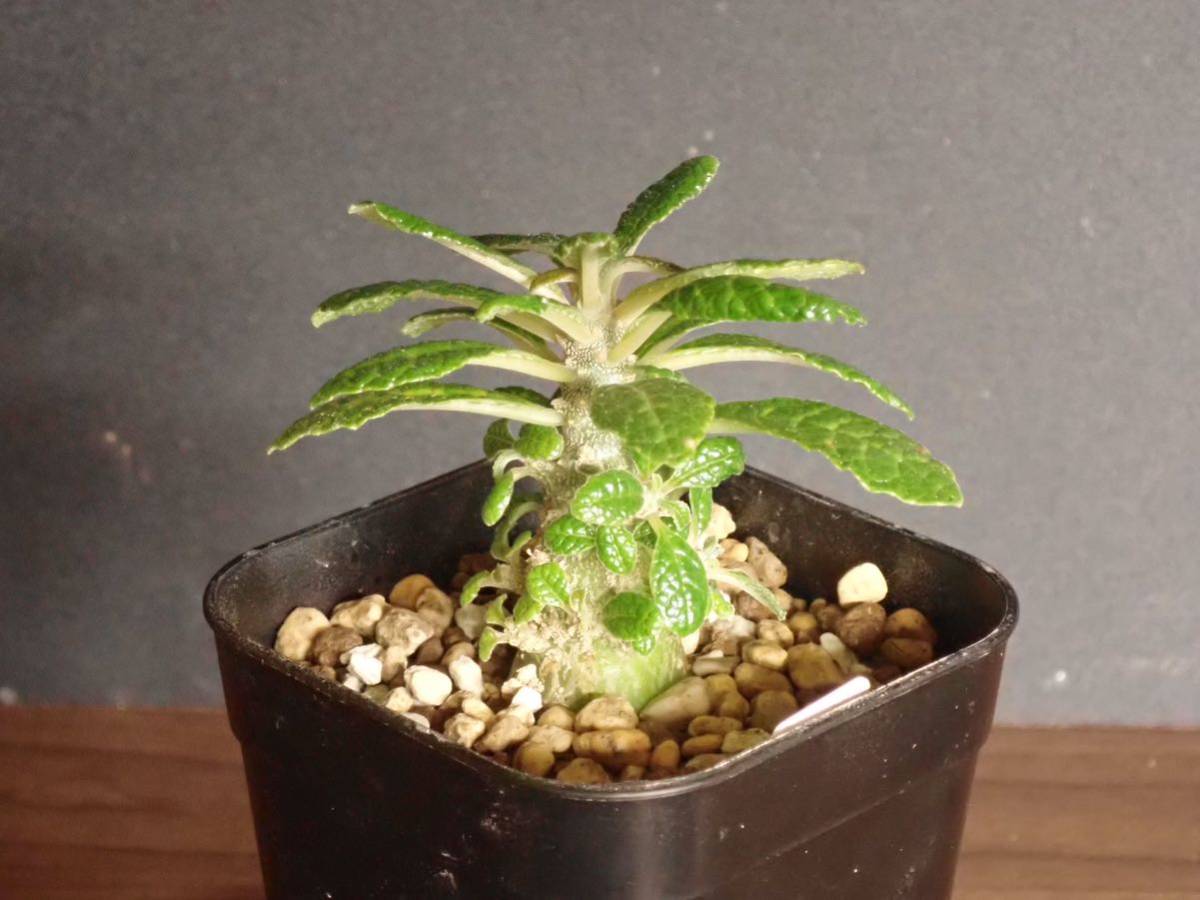 ドルステニア ギガス Dorstenia gigas 2020/10/17播種 【公式通販】