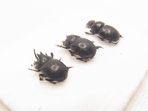 ダイコクコガネのYahoo!オークション(旧ヤフオク!)の相場・価格を見る