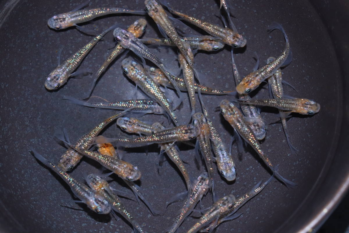 【遊楽園メダカ】現物出品　めだか　忘却の翼　３０匹　②　　　　　　　