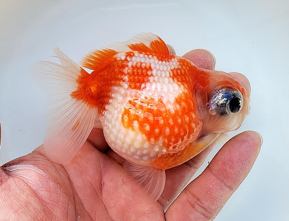 国産☆ピンポンパール☆3匹セット☆約6.0cm☆当歳☆上質☆丈夫☆金魚