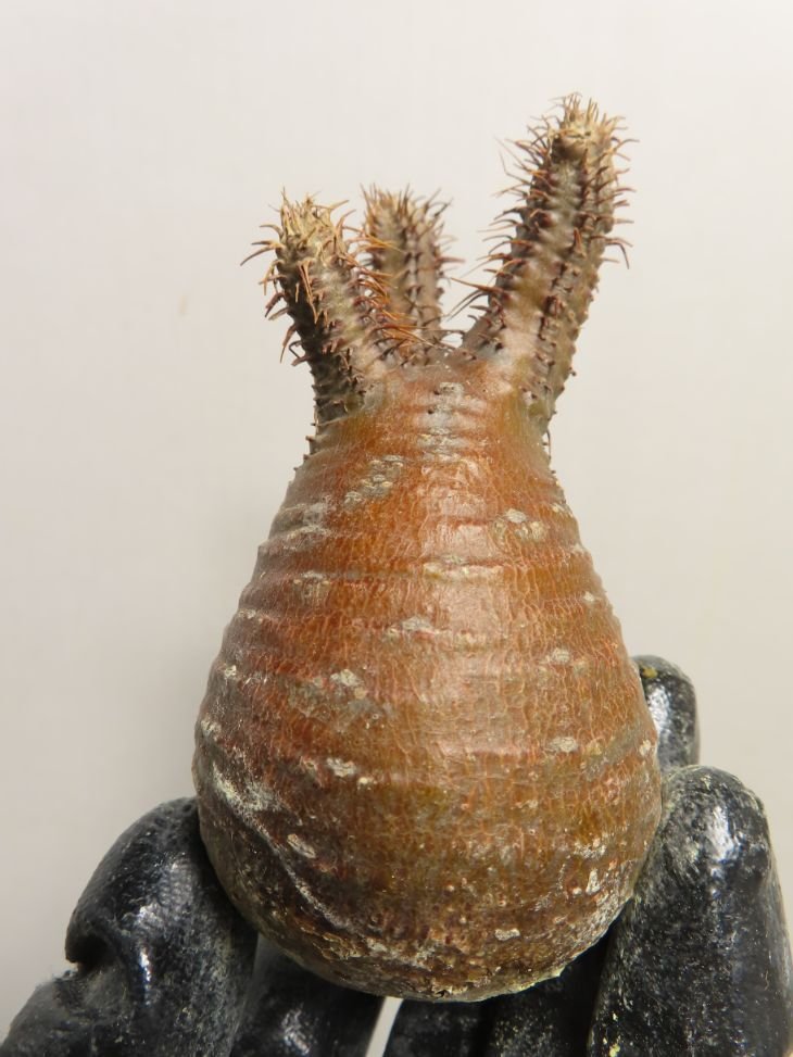 ホ064 「塊根植物」パキポディウム グラキリス SS 抜き苗【最新到着・マダガスカル・gracilius・根切り画像要確認】