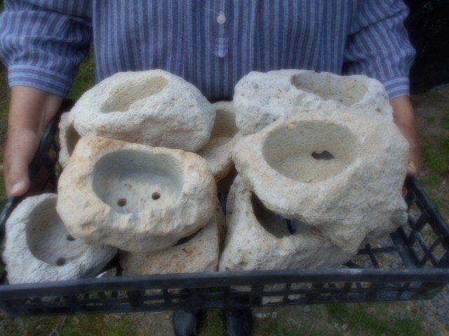 盆栽　岩ヒバ　穴の深い軽石鉢　11個　南九州産　3