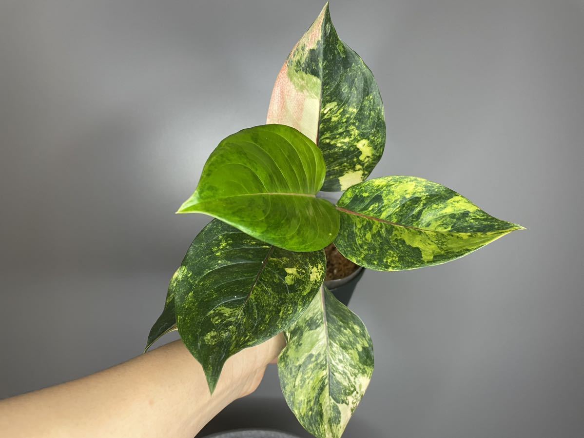 70」Aglaonema Khan Mak Aurea アグラオネマ・カーン・マク・オーレア