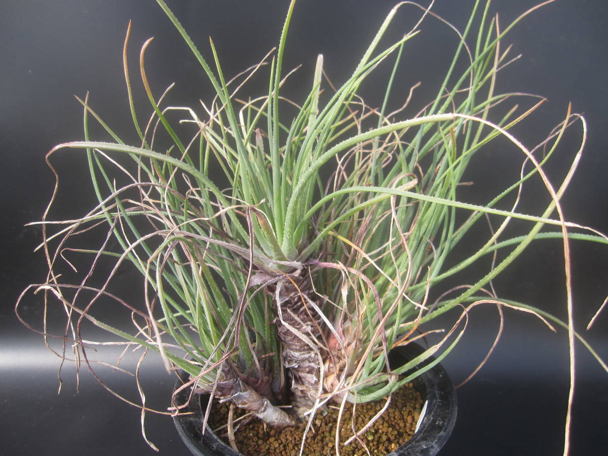 ☆Aloe cortolirioides v. boastii ☆グラスアロエ/コルトリリオイデス