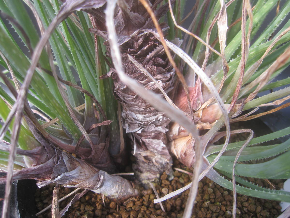 ☆Aloe cortolirioides v. boastii ☆グラスアロエ/コルトリリオイデス