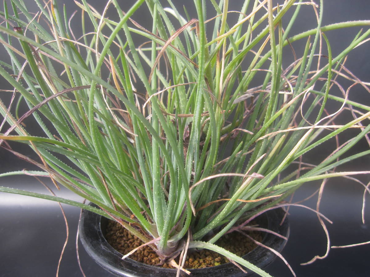 ☆Aloe cortolirioides v. boastii ☆グラスアロエ/コルトリリオイデス