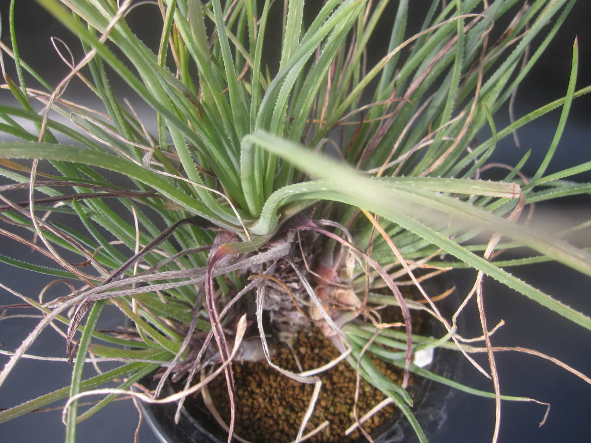 ☆Aloe cortolirioides v. boastii ☆グラスアロエ/コルトリリオイデス