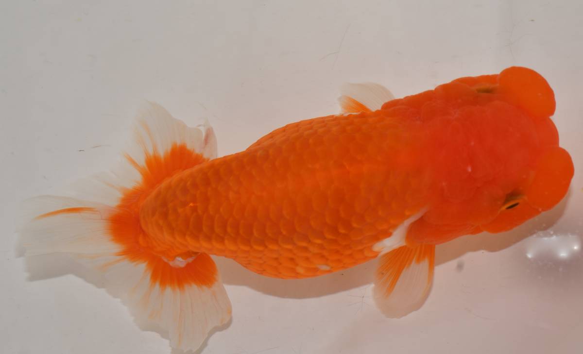 らんちゅう 優良系統 頭 フンタン出てます。太め体型 油屋】優良系統2歳魚 極太フンタン系統 GPらんちゅう＞ らんちゅう