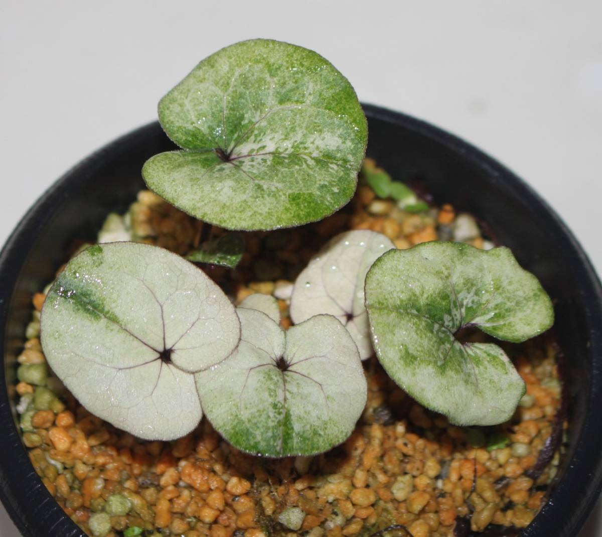 山野草 カンアオイ 「細辛 葵錦」 青玉錦 3号 （山野草）カンアオイ