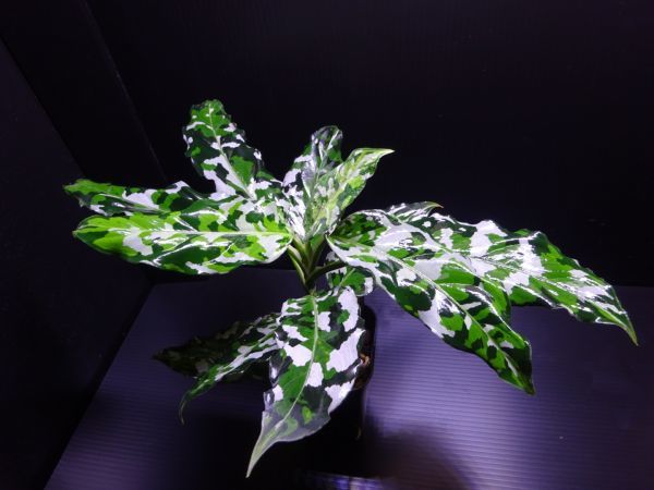 Aglaonema Pictum Tricolor ANDAMAN 検)アンダマン アグラオネマ Aglaonema Pictum Tricolor ANDAMAN 検)アンダマン アグラオネマ