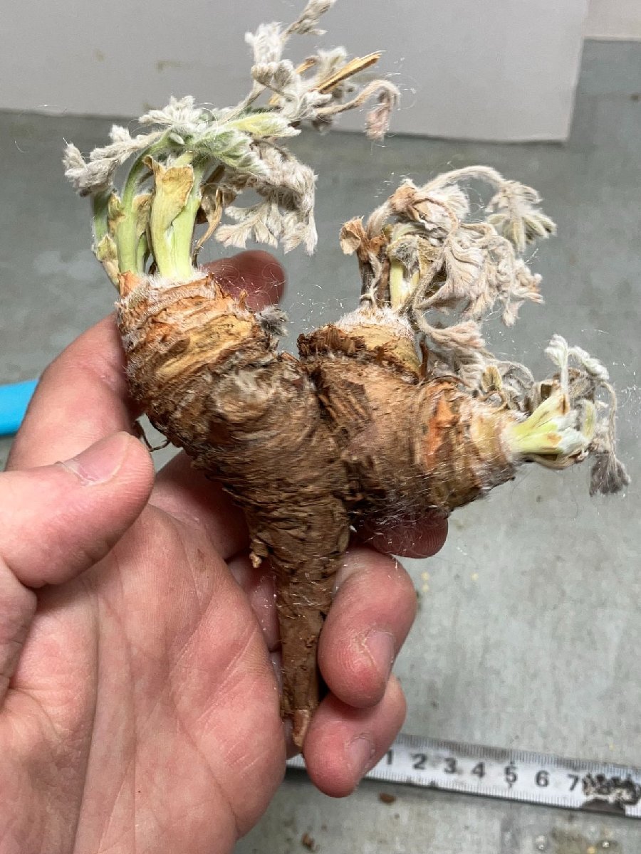 ミ435 「実生」ペラルゴニウム　トリステ　特大　抜き苗【最新到着・Pelargonium triste・美株】