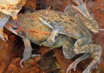 エゾアカガエル 1ペア 成熟個体 a